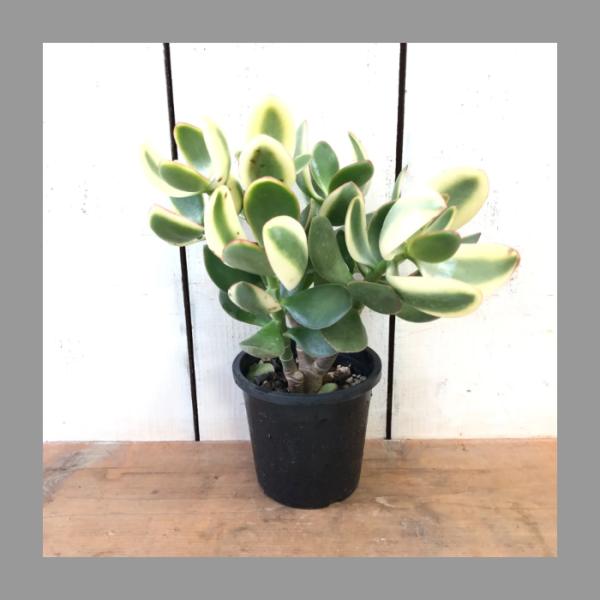 斑入り花月キラメキ金のなる木多肉植物4号鉢 : あとりえ・悠然 - 通販