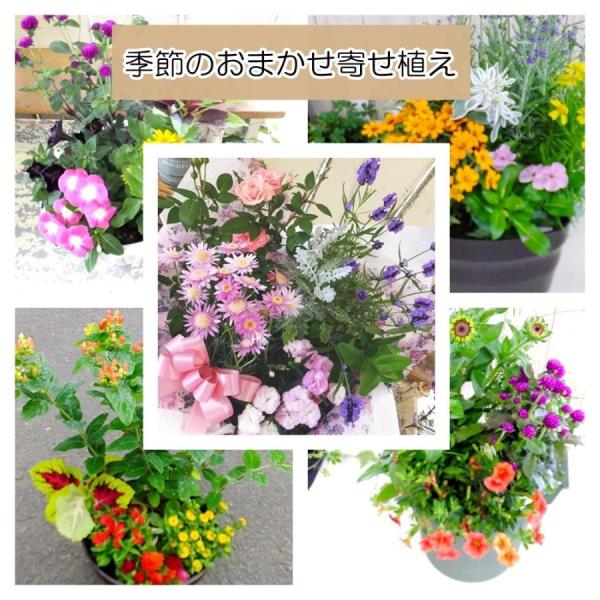 [Release date: October 1, 2025]季節の寄せ植え季節の旬な花苗などをメインに華やかにプランターに植え込んであります。おまかせだから花苗増し増しでボリュームアップ!増量中!ラッピングは￥200で有料です。ギフト包装...