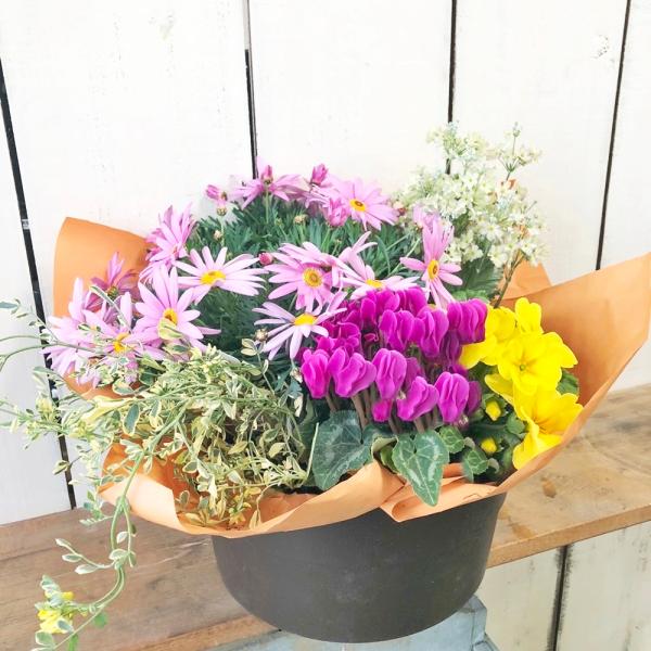 [Release date: February 5, 2024]季節のお花の寄せかご旬な花苗や鉢を華やかに春らしく組み合わせてお届け！その時の仕入れでガーベラ・ベコニア・ラベンダー・あじさい・マーガレットや、オブコニカ・ラナンキュラス・メラ...