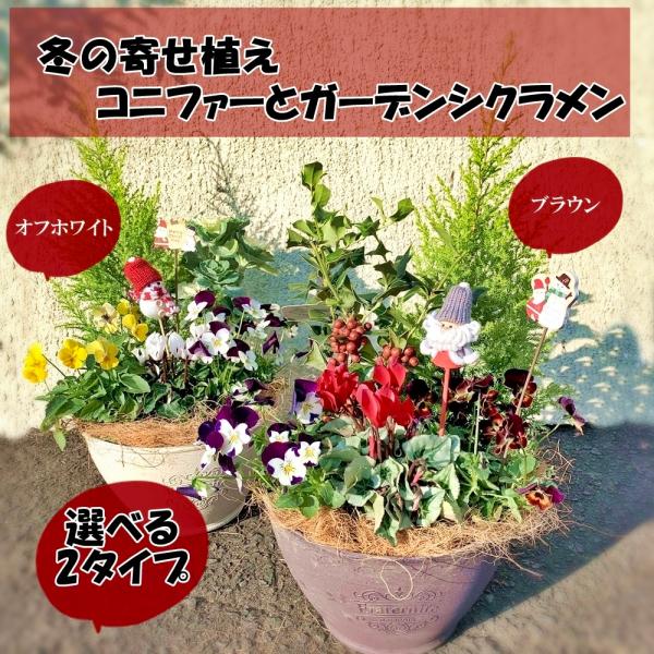 冬の寄せ植えコニファーとガーデンシクラメン選べる2タイプ Yosekoni70 あとりえ 悠然 通販 Yahoo ショッピング
