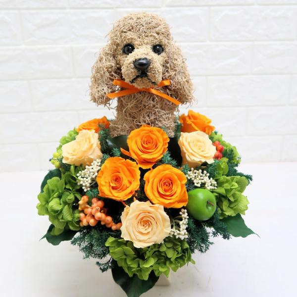 atorie-hanaclub_americancocker