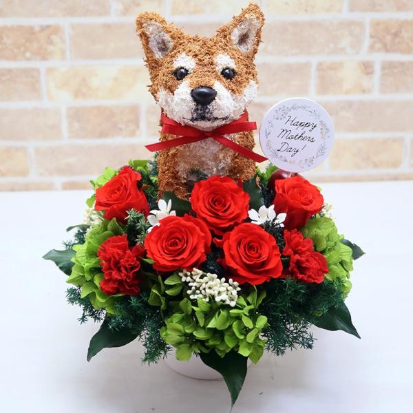 atorie-hanaclub_shiba-mother-p