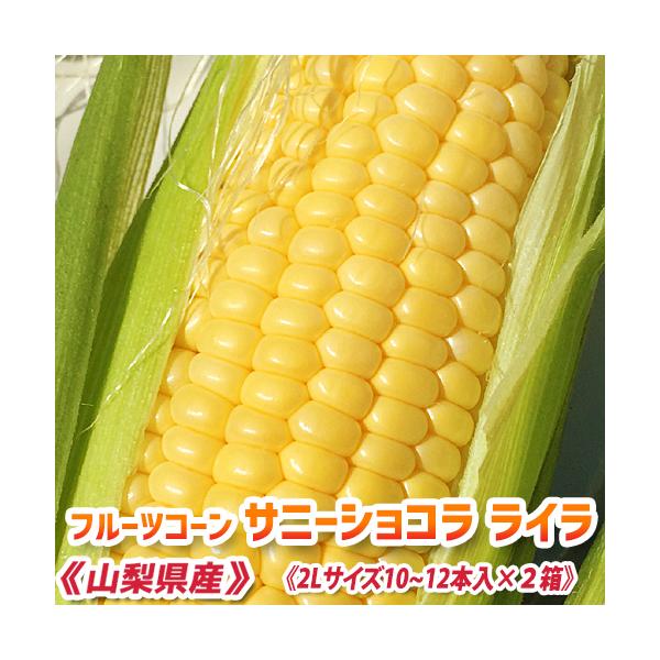 ≪商品情報≫【商品名】フルーツコーンサニーショコラ ライラ　（とうもろこし）【商品内容】皮付きフルーツコーンサニーショコラ ライラ　(山梨県産)2Lサイズ　10〜12本入り×2箱（計20〜24本）　《お買い得品》　【出荷目安】6月中旬頃より...