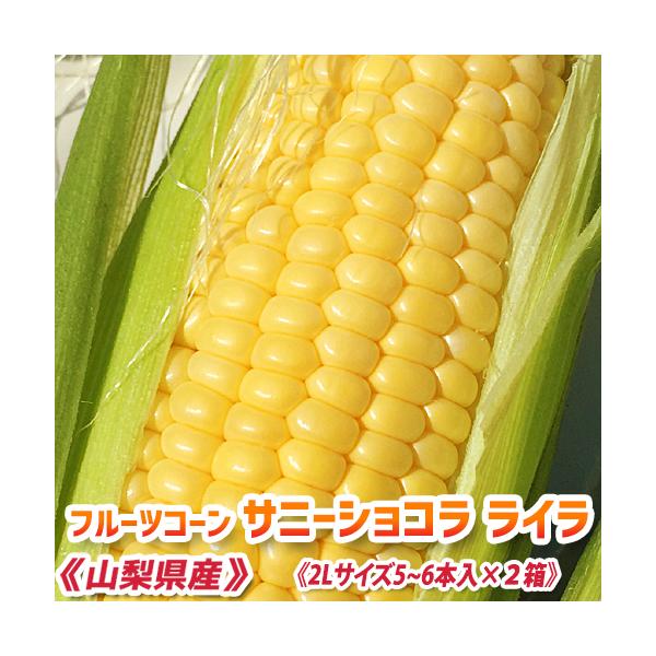 ≪商品情報≫【商品名】フルーツコーンサニーショコラ ライラ　（とうもろこし）【商品内容】皮付きフルーツコーンサニーショコラ ライラ　(山梨県産)2Lサイズ　5〜6本入り×2箱（計10〜12本）【出荷目安】6月中旬頃より順次発送いたします。※...