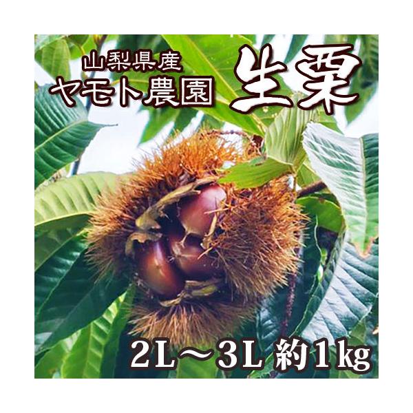 「 栗 生栗 大粒 熟成 2L〜3L 1キロ 」 送料無料 産地直送 甘栗 焼き栗 栗ご飯 栗きんとん 秋の味覚 マロン モンブラン 国産 クール便 山梨県 ヤモト農園