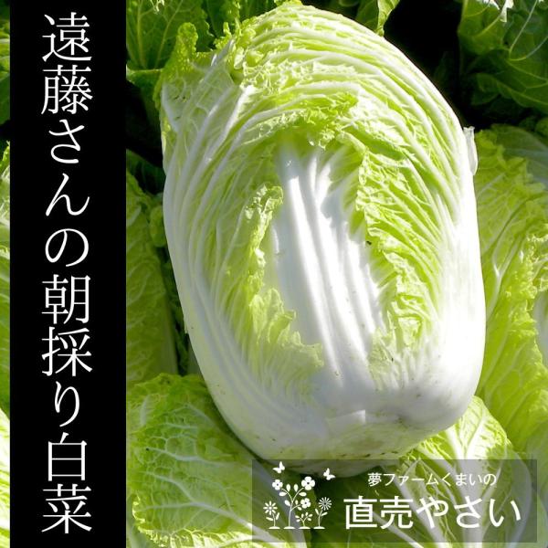 白菜 1玉 新潟県阿賀野産 遠藤さんの朝採り冬野菜