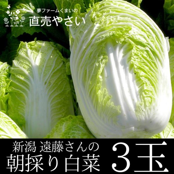 白菜 3玉 遠藤さんの朝採り冬野菜 新潟県阿賀野産