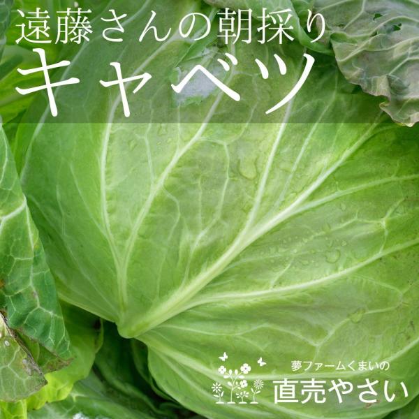 キャベツ 1玉 新潟県阿賀野産 遠藤さんの朝採り冬野菜