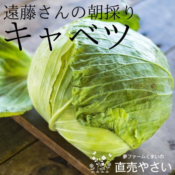 キャベツ 3玉 遠藤さんの朝採り冬野菜 新潟県阿賀野産