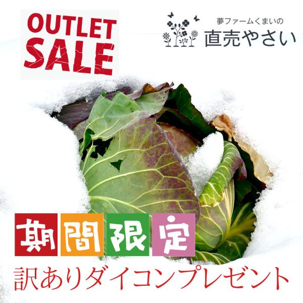 雪の下キャベツ 5玉 送料無料 遠藤さんの朝採り冬野菜 新潟県阿賀野産