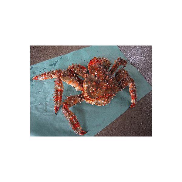 花 冷凍 カニの人気商品 通販 価格比較 価格 Com