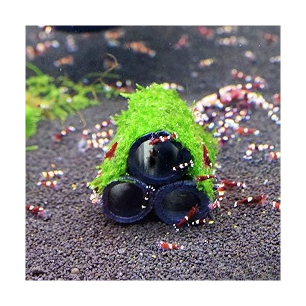 【AtWell】竹炭シェルター3部屋(ウィローモス付き)【無農薬】