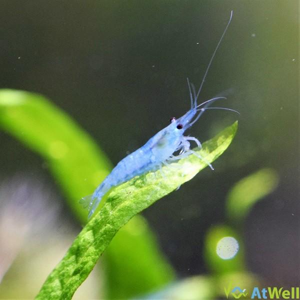 ブルーベルベットシュリンプ 匹 1匹補償サービス付き Isequipment Cl