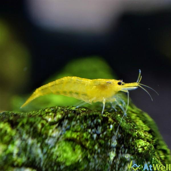 シュリンプ3色mix Bセット 10匹 2匹補償サービス付き お一人様2点まで Buyee Buyee 日本の通販商品 オークションの代理入札 代理購入