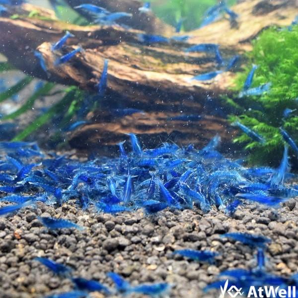 青系シュリンプ　ランシーロン　藍糸龍　ダークブルー　青色　群青色　ブルー　ダークブルーシュリンプ　チェリーシュリンプ　エビ　生体　観賞用
