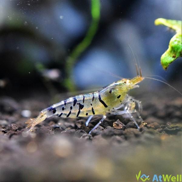 ゴールデンアイゼブラシュリンプ 3匹 Ge001 Atwell アットウェルyahoo 店 通販 Yahoo ショッピング