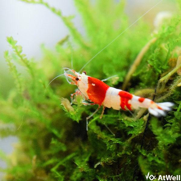 レッドビー　若個体　レッドビーシュリンプ　紅白バンド　モスラ　淡水エビ　エビ生体　熱帯魚　アクアリウム　ビーシュリンプ　赤白バンド　赤系シュリンプ　