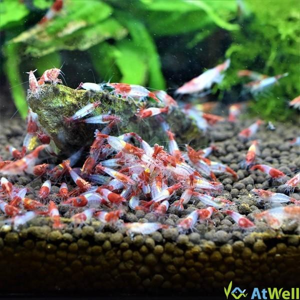 レッドルリーシュリンプ 10匹 1匹補償サービス付 Rrili002 Atwell アットウェルyahoo 店 通販 Yahoo ショッピング