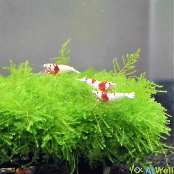 無農薬 水草 南米ウィローモスマット Buyee Buyee 日本の通販商品 オークションの代理入札 代理購入