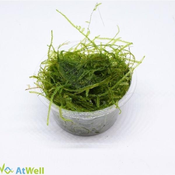 バラ売りのウィローモスになります。流木や石の活着用として使用可能です。学名:Vesicularia dubyana直径6cm、深さ4cmのプリンカップに入れてのお届けとなります。内容量は写真を参考にしてください。10cm程の長さの小型の流木...