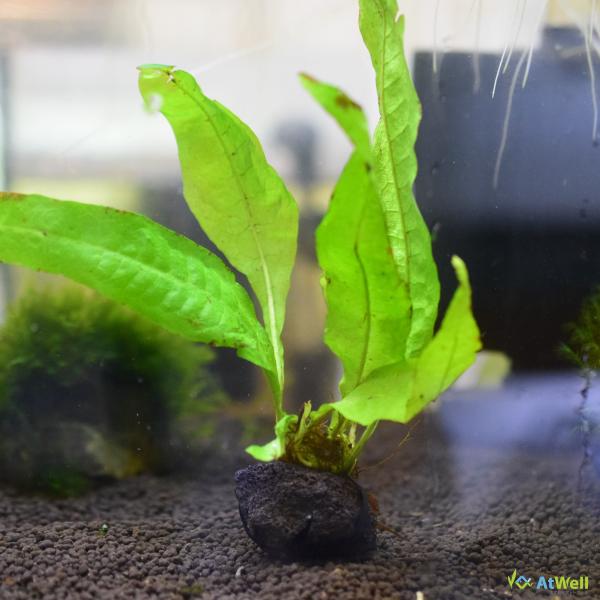 【AtWell】水草 ミクロソリウム プテロプス ミニ溶岩石付き