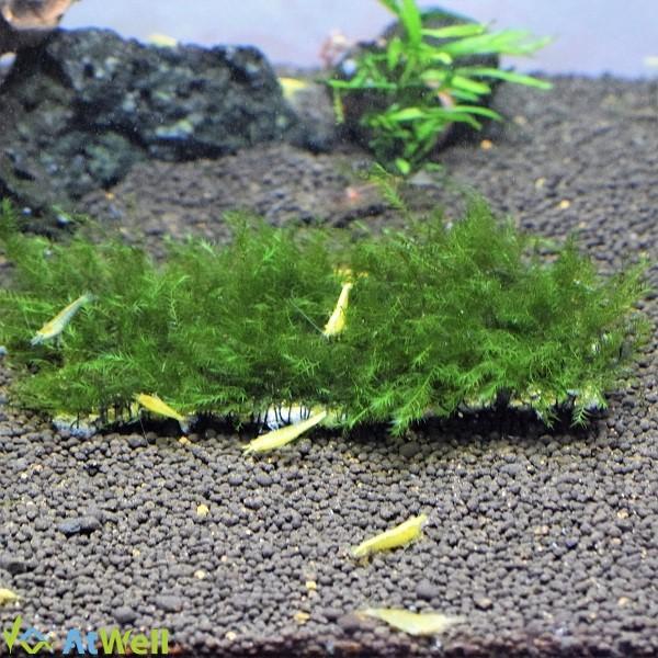 無農薬 ウォーターフェザーマット タイル付き Wp254 Atwell アットウェルyahoo 店 通販 Yahoo ショッピング