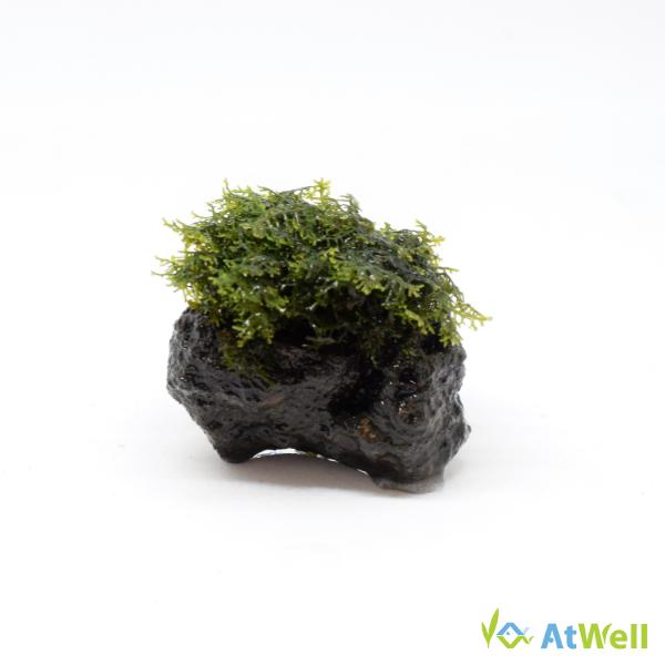 【無農薬】プレミアムグリーンモスミニ溶岩石付き１個 （直径約3~5cm）