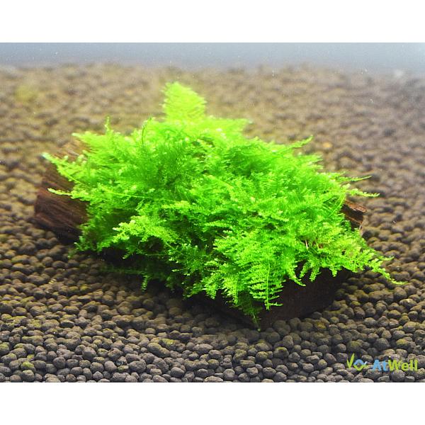 【AtWell】 水草 南米ウィローモス付き流木 （無農薬）