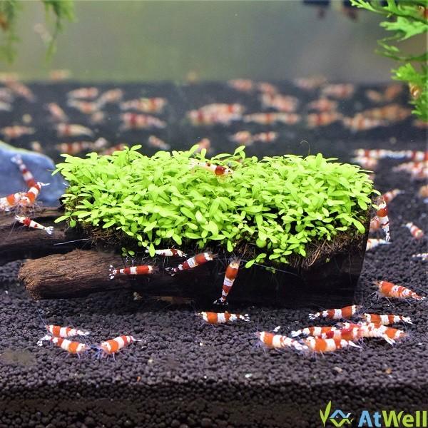 【無農薬】水草 ベビーハイグロ流木付き Sサイズ