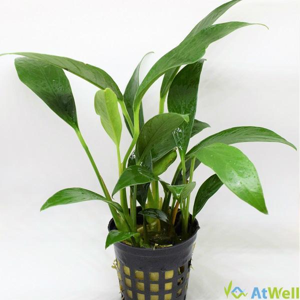 水草 アヌビアス ランケオラータ Pot入り Wp57 Atwell アットウェルyahoo 店 通販 Yahoo ショッピング