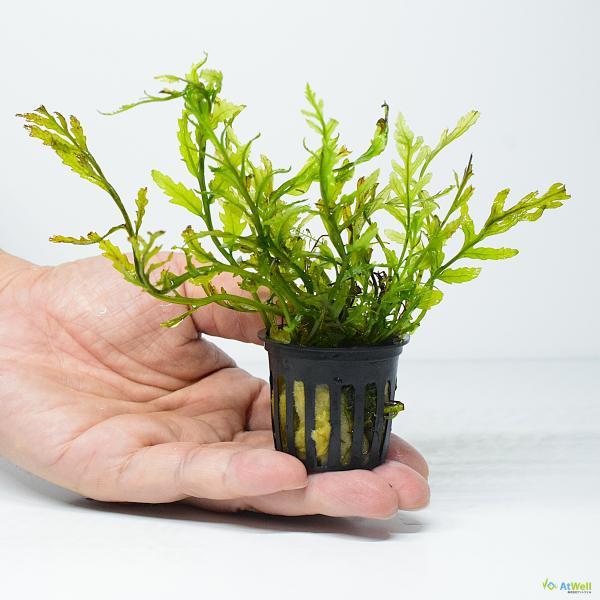 【AtWell】水草  ボルビティス ヒュッデロッティ POT入り (無農薬）