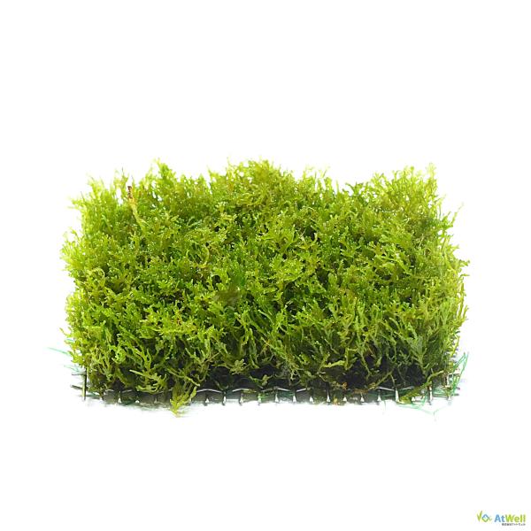 【AtWell】 水草 プレミアムグリーンモスマット(4.0cm×7.5cm) （無農薬）