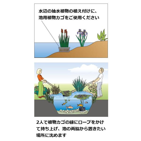 池用植物カゴ 丸中 水生植物かご池水辺植えつけウォーターガーデン池滝流れ Buyee Buyee 提供一站式最全面最專業現地yahoo Japan拍賣代bid代拍代購服務