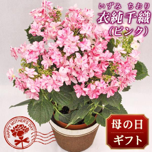 2026年 母の日 花 人気 ギフト プレゼント アジサイ 鉢 衣純千織