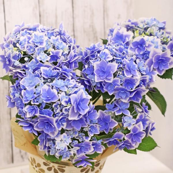 21 母の日 花 人気 ギフト プレゼント 送料無料 アジサイ 鉢 コンペイトウスマイル ブルー 5号 Buyee Buyee Japanese Proxy Service Buy From Japan Bot Online