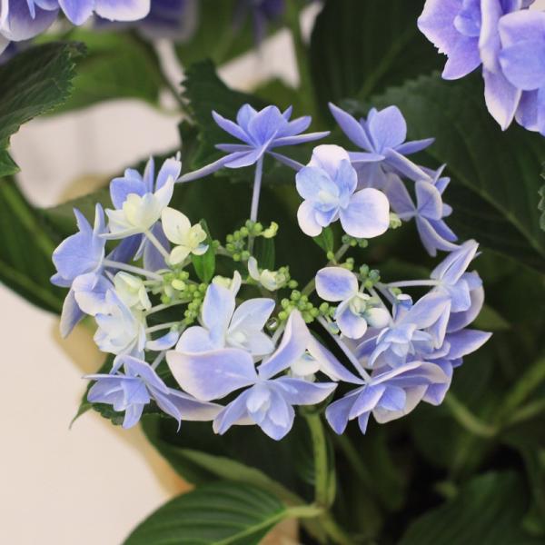 21 母の日 花 人気 ギフト プレゼント 送料無料 アジサイ 鉢 コンペイトウスマイル ブルー 5号 Buyee Buyee Japanese Proxy Service Buy From Japan Bot Online