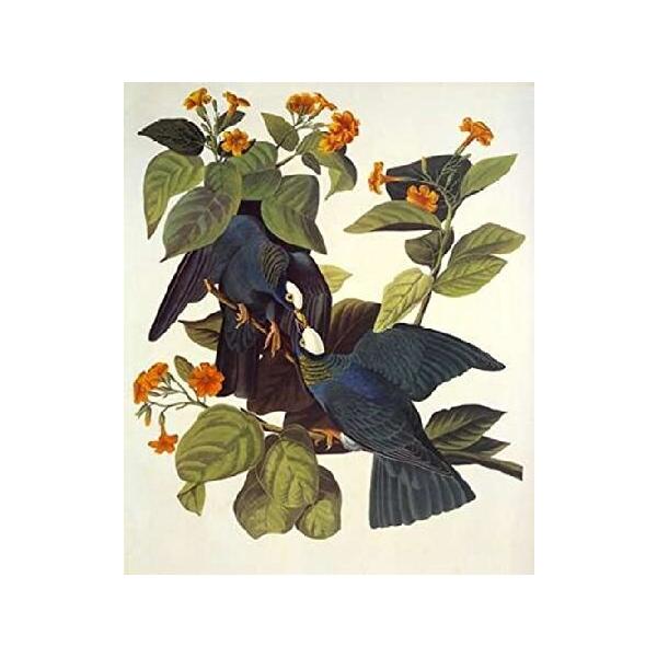 Posterazzi White-Crowned Pigeon Poster Print by John James Audubon, (20 x 24)