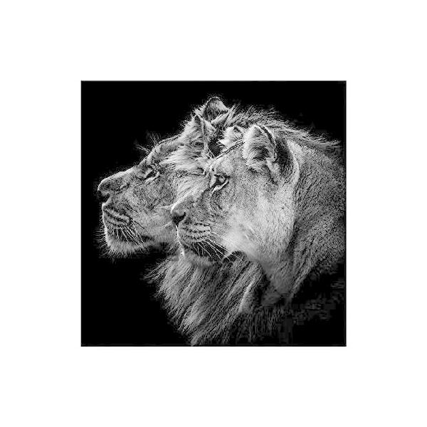 Trademark Fine Art ライオンとライオネスの肖像画 ローラン・ロタレ・ダンブレヴィル作 14x14インチ 14x14インチ 14インチ x 14インチ