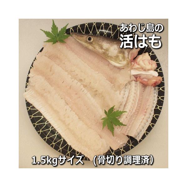 awajisakana_hamo-1500 awajisakana_hamo-1500