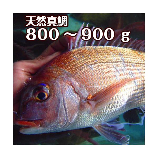 天然 マダイの人気商品 通販 価格比較 価格 Com