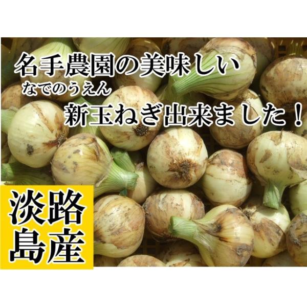 淡路島産新玉ねぎ販売開始サラダ玉ねぎ！生でスライスして食べれます！品種　七宝早生わけありは商品の大・小混合・変形・玉ねぎの中心から芯ぶちのある商品がわけありで販売いたしております