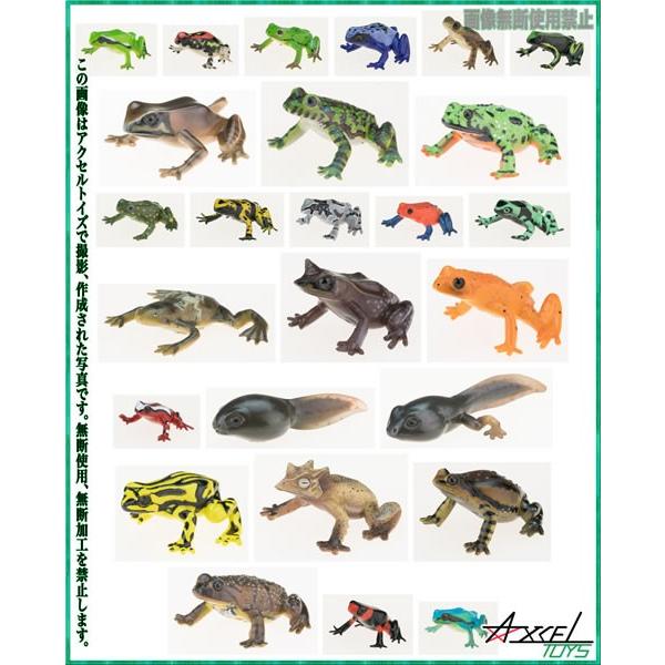 ユージン 原色両生類カエル図鑑 全26種フルコンプセット : アクセル