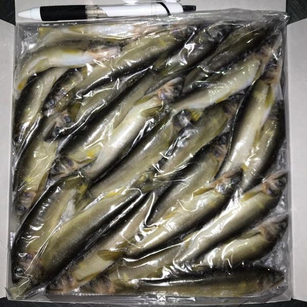 あゆ　箱無し価格 ayuichi_101