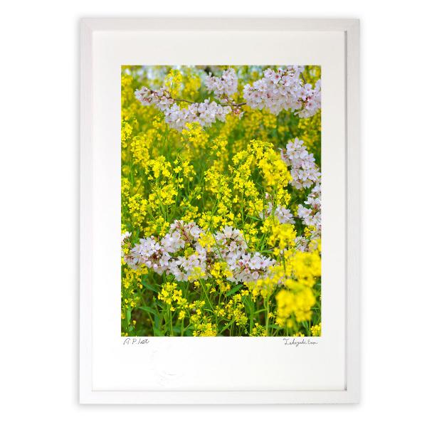 ŉ G Fƍ؂̉ԐF(c) A[gtHg Ǌ| z MTCY