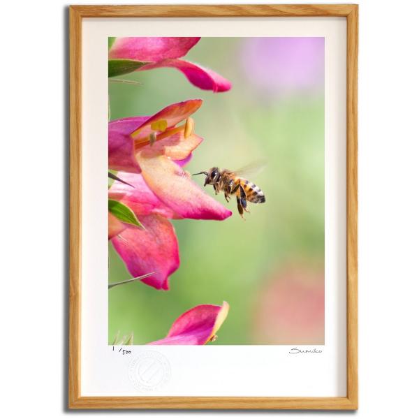 ŉ G ~co`ƃtHbNXO[u X~R XRbg Ǌ|  CeA 