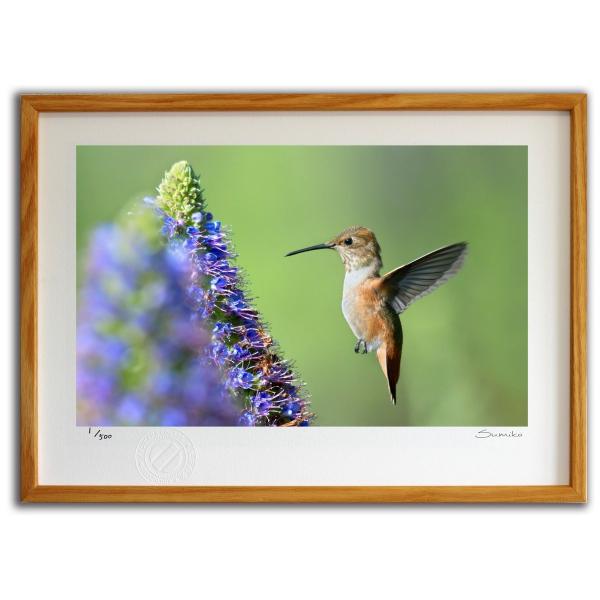 ŉ G n~Oo[hƃGLEEJfBJXQ X~R XRbg Ǌ|  CeA 