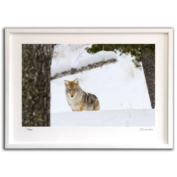 ŉ G ~̃R[eACG[Xg[ X~R XRbg Ǌ|  CeA 