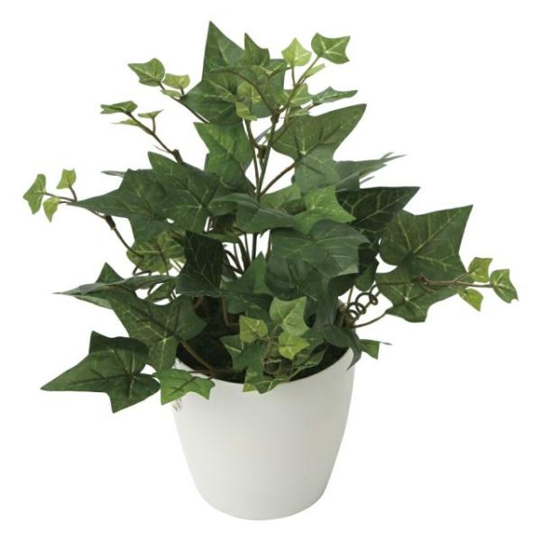 アイビー 鉢植えの人気商品 通販 価格比較 価格 Com