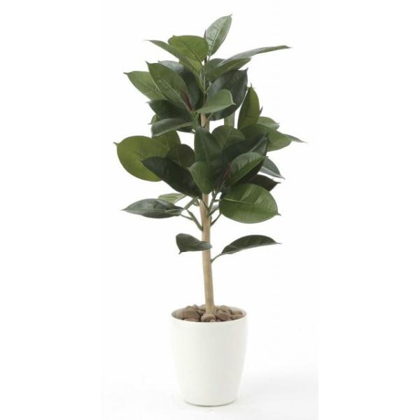 ゴムの木 花の人気商品 通販 価格比較 価格 Com