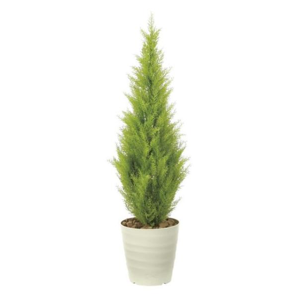 ゴールドクレスト 鉢植えの人気商品 通販 価格比較 価格 Com